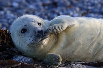 Grey Seal Howler Helgoland Island Germany by Frank Fichtmüller