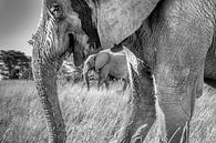 Elephant frame van Claudia van Zanten thumbnail