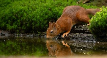 Eichhörnchen von Chantal Jeurissen