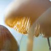 Bosmagie - macrofoto van een paddenstoel in koele kleuren van Qeimoy