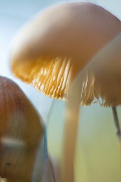 Bosmagie - macrofoto van een paddenstoel in koele kleuren van Qeimoy