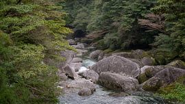 View of a river in the forests of Yakushima by Anges van der Logt