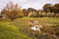 Herfst rond Selzerbeek in Wahlwiller van Rob Boon thumbnail