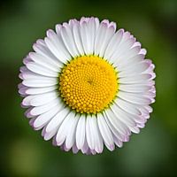 Natural symmetry