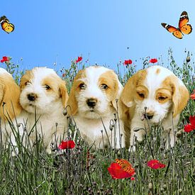 4 puppies met vlinders in een veld met klaprozen. van Wunigards Photography