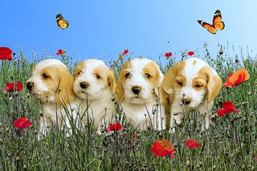 4 puppies met vlinders in een veld met klaprozen. van Wunigards Photography