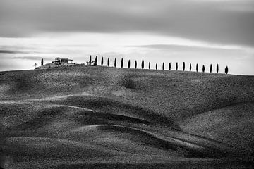 Cypressenpad met heuvels en velden in Toscane in zwart-wit van Manfred Voss, Schwarz-weiss Fotografie