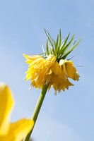 gele bloem