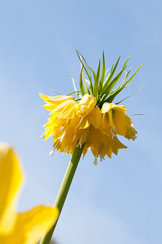 gele bloem
