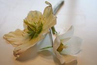 Helleborus