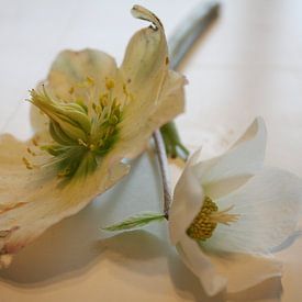 Helleborus van Jose Vink