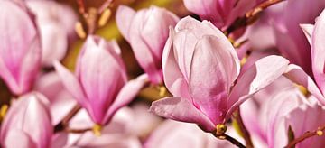 mooie Alexandrina magnolia bloemen van Werner Lehmann