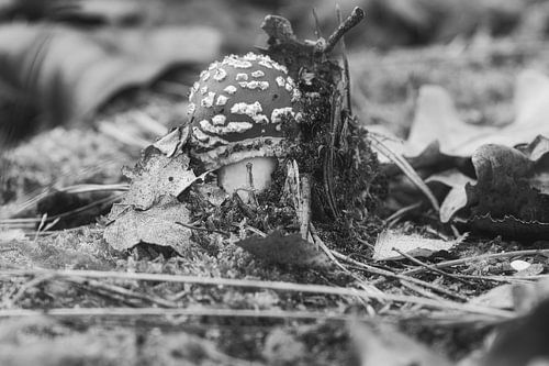 Zarter weiß roter Fliegenpilz, auf dem Waldboden.