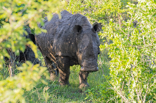 Nashorn im Naturreservat Hluhluwe Nationalpark Südafrika