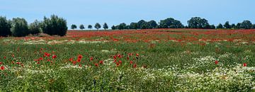 Field with poppy flowers and chamomile in a wide landscape, trees and bushes on the horizon against 