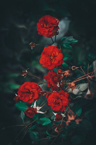 Red flowers by Jan Eggenberger