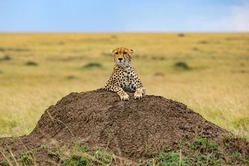 Cheetah op termietenheuvel van Peter Michel