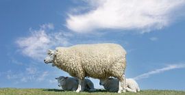 Ewe as shade in the summer heat by Peter Eckert