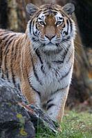 Sibirischer Tiger