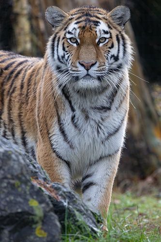 Tigre de Sibérie sur Shirley Kroos
