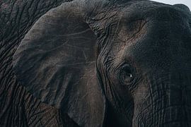 Elephant by G. van Dijk