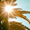 Tropische zon palmboom van Jan Brons