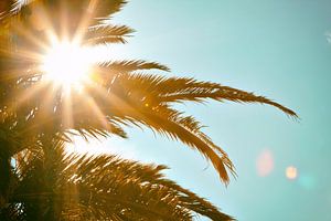 Tropical Sun Palm Tree