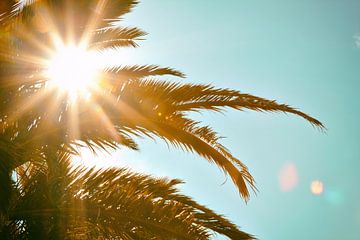 Palmier du soleil tropical sur Jan Brons