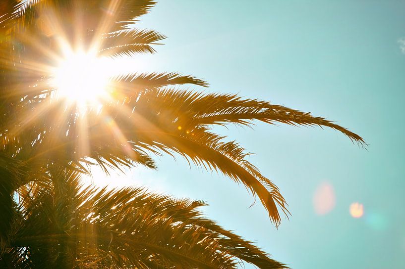 Palmier du soleil tropical par Jan Brons