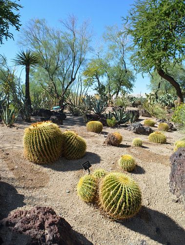 Cactus Garden, Henderson, Nevada, USA