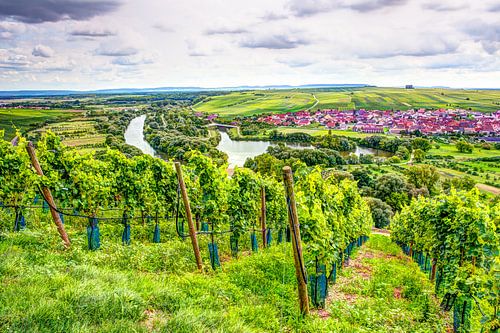 Wijngaard bij Nordheim am Main
