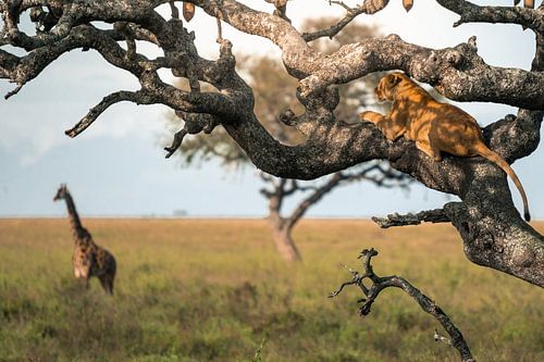 Löwin im Baum beobachtet die Ebene – Serengeti, Tanzania