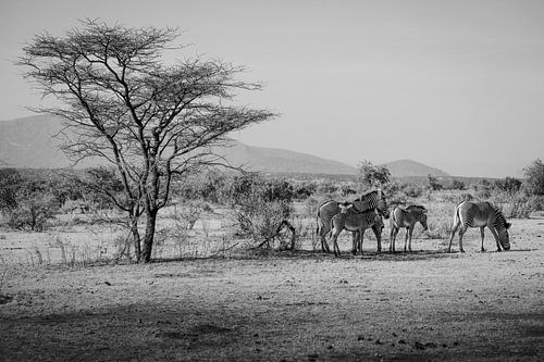 Zebra's schuilend van de zon in de schaduw van een boom