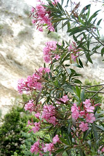 fleurs roses avec la roche en arrière-plan