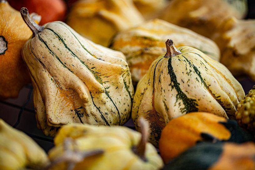 several varieties of pumpkins and ornamental gourds in a crate on a pumpkin farm by Margriet Hulsker