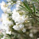 Witte Oleanders par Dion de Bakker Aperçu