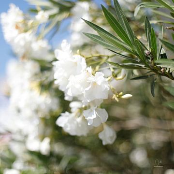 Witte Oleanders