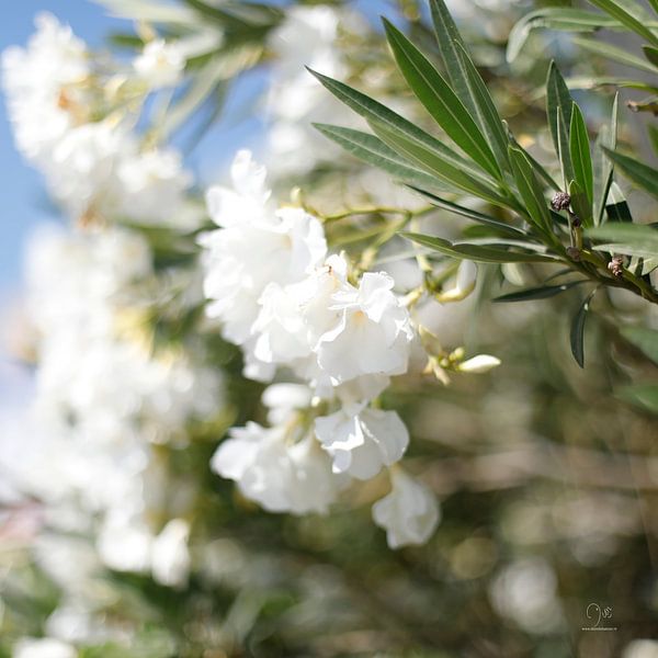 Witte Oleanders par Dion de Bakker