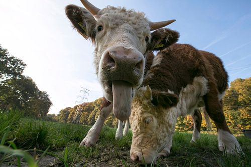 Twee Hereford koeien.