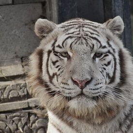 White tiger by Alia Maximus