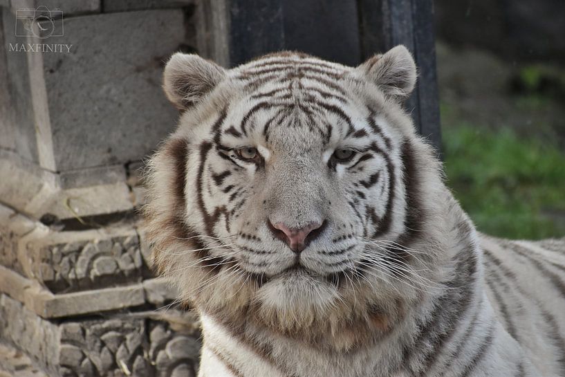 Weißer Tiger von Alia Maximus