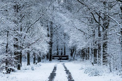 Winter in het Nietapsterbos bij de Meester Postumabank