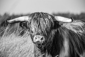 Harter schottischer Highlander, schwarz-weiß