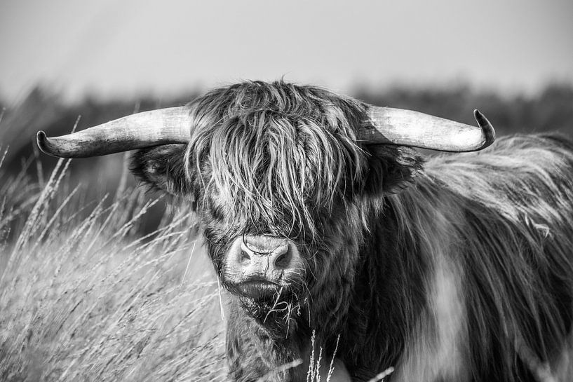 Stoere Schotse Hooglander, zwart-wit van Patrick Verhoef