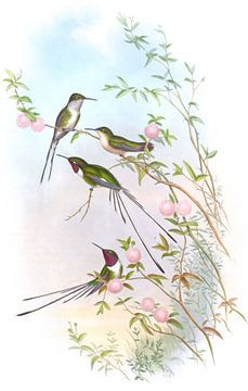 Cora's afschuifstaart, John Gould van Hummingbirds