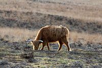 Weidende schottische Hochlandbewohner