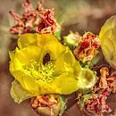 Nadagen van een Catusbloem van Evert Jan Looise thumbnail