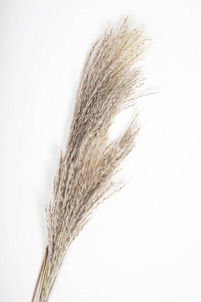 Pampas grass by Jim Plaum