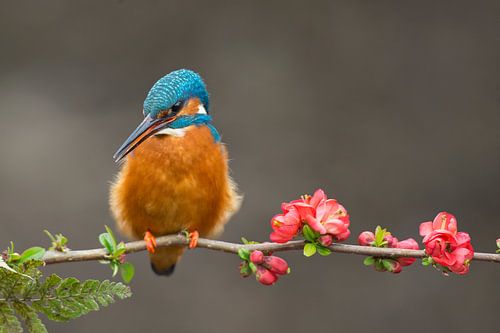 IJsvogel op bloemen