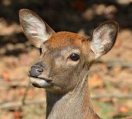 Deer in the USA by Karel Frielink